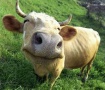 Дрожжи помогут коровам бороться со стрессом, вызванным жарой