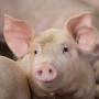 Росприроднадзор подал иск против свинокомплекса компании «Агро-Белогорье»