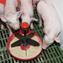 В Псковской области нет проблем с кормами для свиней