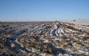 Тюменским птицефабрикам придется изыскивать миллиарды рублей на переработку птичьего помета