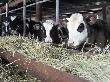 В Ярославской области увеличилось производство мяса, яиц и молока