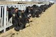 Национальная ассоциация скотопромышленников: мясное поголовье КРС в России нужно увеличить впятеро