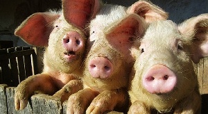 О расползании африканской чумы свиней по территории Евросоюза
