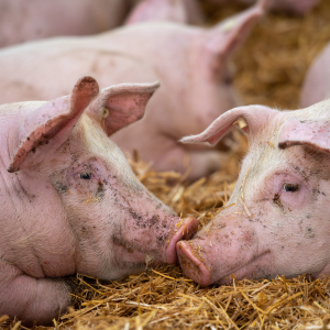 Владельца самарского свинокомплекса «Мясоагропром» заставляют оплатить потери кредиторов