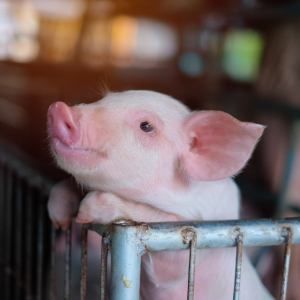 ФАО: новые тенденции в мировом производстве свинины