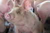 Африканская чума свиней уже в соседних регионах