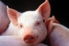 В Красноярском крае будут выращивать свиней