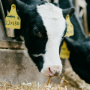 Первые скотные рынки в России появятся в Бурятии и Костромской области