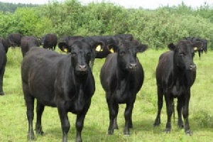 Астраханская область к 2021г планирует увеличить производство мяса на 20%