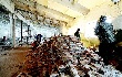 Птицефабрики Самарской области решено модернизировать 