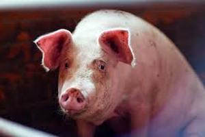 Производство свинины в РФ за 4 месяца выросло на 11,7% до 1,29 млн тонн