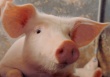 Украинское свиноводство является достаточно привлекательной отраслью для китайских инвестиций — эксперт