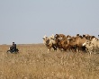 Караваны идут на Кавказ. В чеченских степях внедряют энергоэффективные технологии и разводят верблюдов
