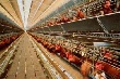 Продажу свердловских птицефабрик перенесут