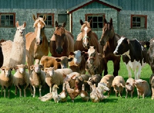 За прошлую неделю в мире зафиксировано 57 вспышек заболеваний животных