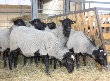 В Тульской области возрождают овец «царских» кровей