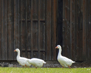 Глава «Ак Барс Девелопмента» купил гусиную ферму в Татарстане