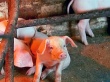 Чешских свиноводов ждут непростые времена