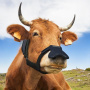 Метановое безумие: принц Чарльз поддерживает предложение заставить «отрыгивающих коров» носить маски для «борьбы с климатом»