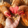 Птицеводам Башкирии предложили «спасти» производителей зерна