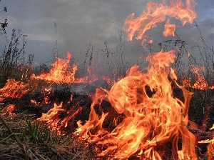 Ущерб четырем хозяйствам в Хакасии от природного пожара оценивается в 4,4 млн руб