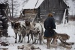 Власти Ненецкого автономного округа начинают перечисление родовым общинам субсидий на содержание оленей