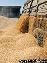 Семь регионов отказались покупать фураж из госфонда Семь регионов отказались покупать фураж из госфонда