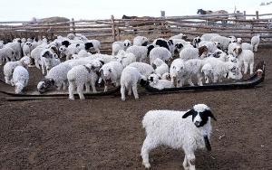 Оренбургская область планирует экспортировать в Узбекистан 2 тыс. голов крупного рогатого скота, коз и овец