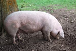 В Сальском районе Ростовской области ветеринарные врачи выявили паразитов в свиных тушах