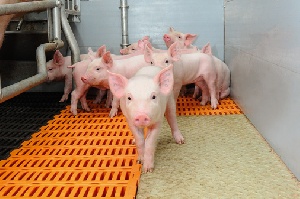До конца месяца в Ульяновской области начнется строительство второй очереди крупного свинокомплекса