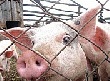 Краснодарскому краю за месяц необходимо перевести свинофермы на закрытое содержание