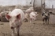 Экспорт бразильской свинины существенно вырос в июне