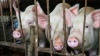 Около 30 тыс свиней уничтожат на Кубани из-за вспышки АЧС