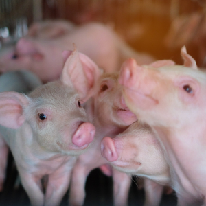 В России увеличилось поголовье свиней на 1 млн. животных