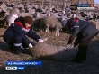 Вспышка оспы у овец отмечена в Забайкальском крае Вспышка оспы у овец отмечена в Забайкальском крае