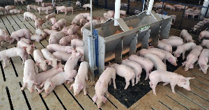 На «Успенском» свинокомплексе завершаются строительные работы