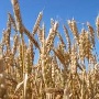 Украинский «Мироновский хлебопродукт» завершил сделку по покупке воронежского актива «Русгрэйн Холдинга»