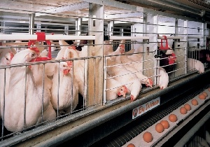 В Челябинской области построят новый свинокомплекс и птицефабрику