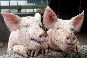 Несмотря на высокий риск распространения АЧС в Польше, фермерам разрешат забивать свиней прямо  на подворьях