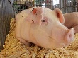 В 100 населенных пунктах Ярославской области уничтожают свиней
