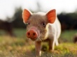 Перспективы свиноводческого сектора на вторую половину 2013 года