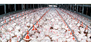 «Черкизово» увеличивает производственные мощности комплекса по производству и переработке мяса птицы под Тамбовом