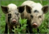 Россельхознадзор разрешил импорт свинины в Россию с 18 предприятий США. Соответствующее распоряжение было подписано 25 марта 2010 г.