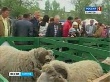 В Саратове прошла выставка сельскохозяйственных животных