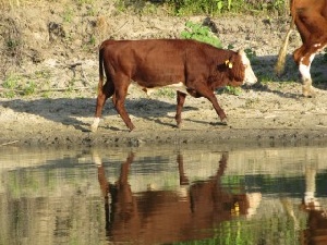 В Азербайджане массовый падеж скота