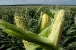 Самарские аграрии испытывают новые технологии Самарские аграрии испытывают новые технологии