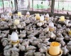 Росстат: Россия увеличила производство мяса и молока