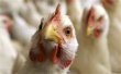 Власти Гонконга уничтожат 15 тыс кур из-за угрозы птичьего гриппа