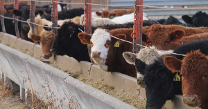 Башкортостан планирует вложить 70 млн рублей в строительство фидлотов