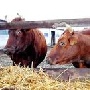 Минсельхоз намерен разработать программу по развитию животноводства в подсобных хозяйствах УОБО
